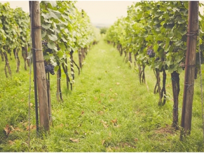 私售:墨尔本酒庄永久物业