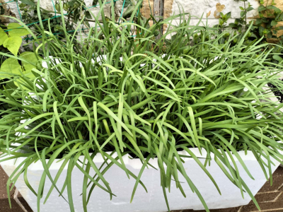 韭菜15-30$